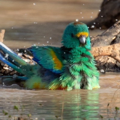 Psephotellus varius (Mulga Parrot) at Cunnamulla, QLD - 14 Aug 2017 by rawshorty