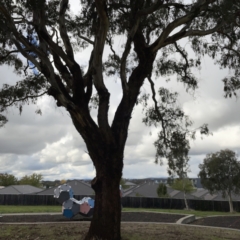 Eucalyptus melliodora (Yellow Box) at Casey, ACT - 7 May 2023 by Hejor1