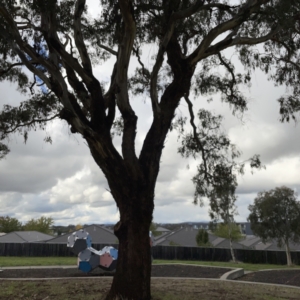 Eucalyptus melliodora at Casey, ACT - 7 May 2023 10:46 AM