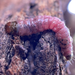 Maroga melanostigma at Casey, ACT - 7 May 2023 09:50 AM