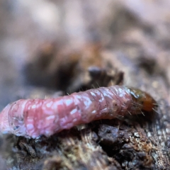 Maroga melanostigma at Casey, ACT - 7 May 2023 09:50 AM