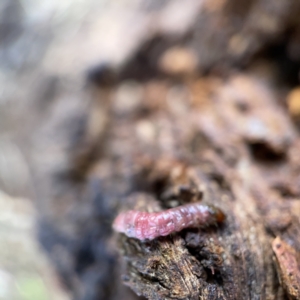 Maroga melanostigma at Casey, ACT - 7 May 2023 09:50 AM