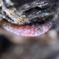 Maroga melanostigma at Casey, ACT - 7 May 2023 09:50 AM