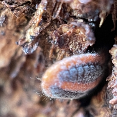 Monophlebulus sp. (genus) (Giant Snowball Mealybug) at Casey, ACT - 6 May 2023 by Hejor1