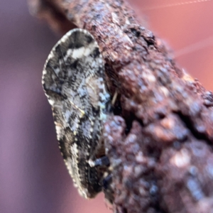 Nimbopsocus sp. (genus) at Casey, ACT - 7 May 2023