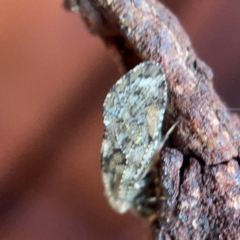 Nimbopsocus sp. (genus) at Casey, ACT - 7 May 2023