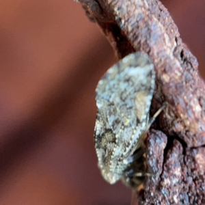 Nimbopsocus sp. (genus) at Casey, ACT - 7 May 2023