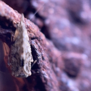 Nimbopsocus sp. (genus) at Casey, ACT - 7 May 2023