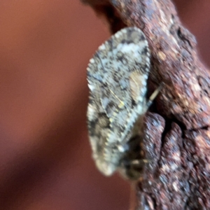 Nimbopsocus sp. (genus) at Casey, ACT - 7 May 2023