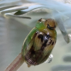 Peltoschema hamadryas (Hamadryas leaf beetle) at Casey, ACT - 7 May 2023 by Hejor1