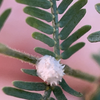 Monophlebulus sp. (genus) at Casey, ACT - 7 May 2023 by Hejor1