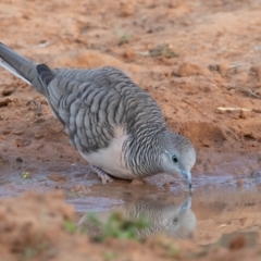 Geopelia placida (Peaceful Dove) at Cunnamulla, QLD - 14 Aug 2017 by rawshorty