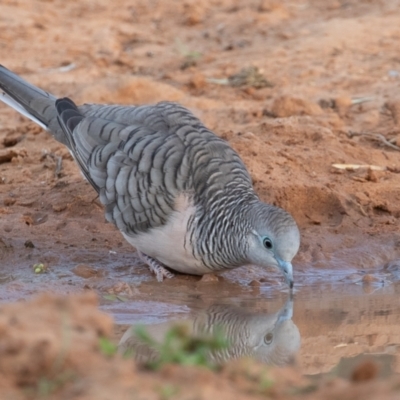 Geopelia placida (Peaceful Dove) at Cunnamulla, QLD - 14 Aug 2017 by rawshorty