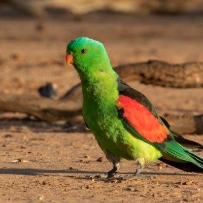 Aprosmictus erythropterus (Red-winged Parrot) at Cunnamulla, QLD - 14 Aug 2017 by rawshorty