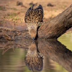 Chlamydera maculata (Spotted Bowerbird) at Cunnamulla, QLD - 14 Aug 2017 by rawshorty