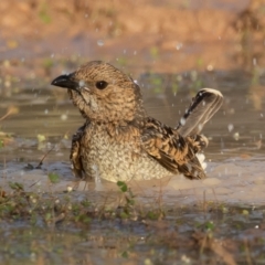 Chlamydera maculata (Spotted Bowerbird) at Cunnamulla, QLD - 14 Aug 2017 by rawshorty
