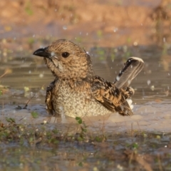 Chlamydera maculata (Spotted Bowerbird) at Cunnamulla, QLD - 13 Aug 2017 by rawshorty