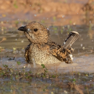 Chlamydera maculata (Spotted Bowerbird) at Cunnamulla, QLD - 14 Aug 2017 by rawshorty