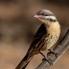 Acanthagenys rufogularis (Spiny-cheeked Honeyeater) at Cunnamulla, QLD - 13 Aug 2017 by rawshorty