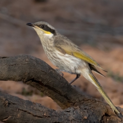 Gavicalis virescens (Singing Honeyeater) at Cunnamulla, QLD - 14 Aug 2017 by rawshorty