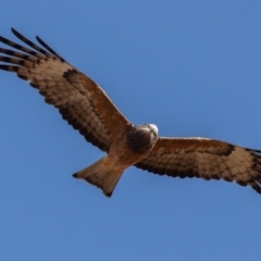 Lophoictinia isura (Square-tailed Kite) at Cunnamulla, QLD - 13 Aug 2017 by rawshorty