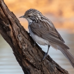 Plectorhyncha lanceolata (Striped Honeyeater) at Cunnamulla, QLD - 14 Aug 2017 by rawshorty