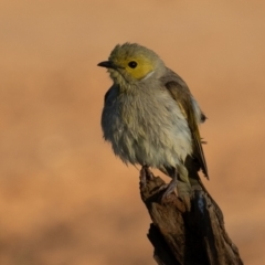 Ptilotula penicillata (White-plumed Honeyeater) at Cunnamulla, QLD - 14 Aug 2017 by rawshorty
