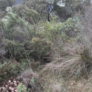 Cotoneaster glaucophyllus at Aranda, ACT - 7 May 2023