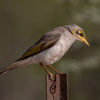 Manorina flavigula (Yellow-throated Miner) at Cunnamulla, QLD - 13 Aug 2017 by rawshorty