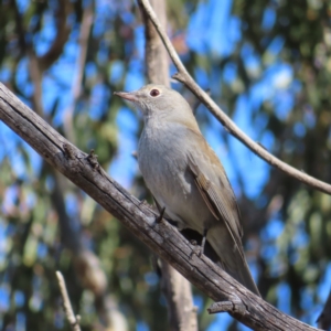 Colluricincla harmonica at Paddys River, ACT - 6 May 2023