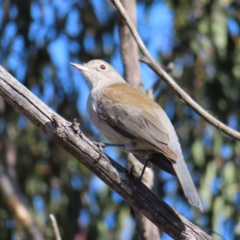 Colluricincla harmonica at Paddys River, ACT - 6 May 2023 02:03 PM