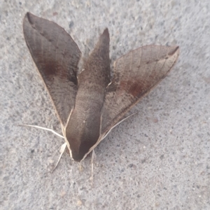 Hippotion scrofa at Conder, ACT - 21 Jan 2021 05:57 AM