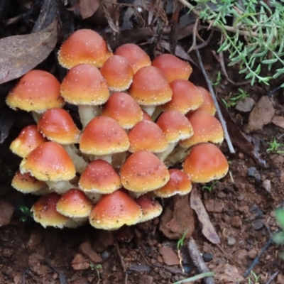 Hypholoma sp. (Hypholoma) at Namadgi National Park - 7 May 2023 by SandraH