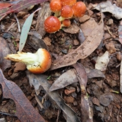 Hypholoma sp. at Cotter River, ACT - 7 May 2023 11:32 AM