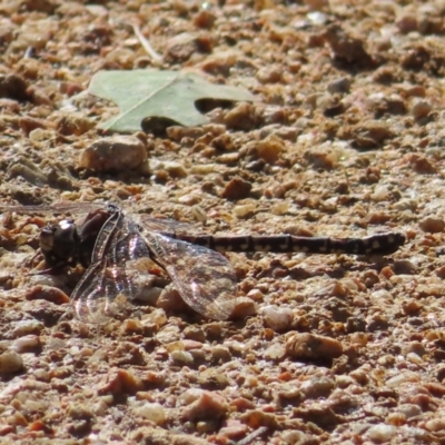 Aeshnidae (family) (Hawkers) at Paddys River, ACT - 6 May 2023 by MatthewFrawley