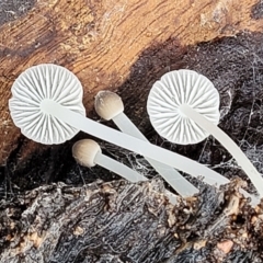 Mycena sp. (Mycena) at Greenleigh, NSW - 7 May 2023 by trevorpreston