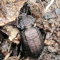 Adelium angulicolle (A darkling beetle) at Greenleigh, NSW - 7 May 2023 by trevorpreston