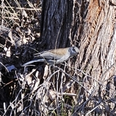 Colluricincla harmonica (Grey Shrikethrush) at The Pinnacle - 6 May 2023 by sangio7