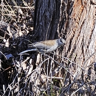 Colluricincla harmonica (Grey Shrikethrush) at Hawker, ACT - 6 May 2023 by sangio7