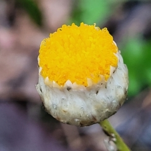 Leucochrysum albicans subsp. tricolor at Greenleigh, NSW - 7 May 2023