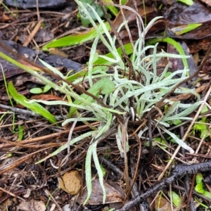 Leucochrysum albicans subsp. tricolor at Greenleigh, NSW - 7 May 2023