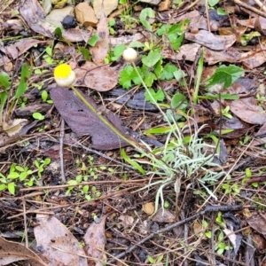 Leucochrysum albicans subsp. tricolor at Greenleigh, NSW - 7 May 2023