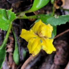 Goodenia hederacea subsp. hederacea (Ivy Goodenia, Forest Goodenia) at Greenleigh, NSW - 7 May 2023 by trevorpreston