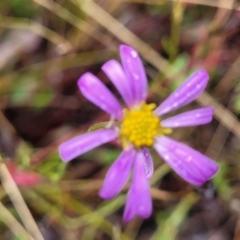 Brachyscome rigidula (Hairy Cut-leaf Daisy) at Greenleigh, NSW - 7 May 2023 by trevorpreston