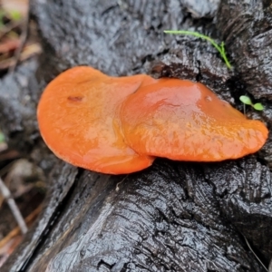 Trametes coccinea at Greenleigh, NSW - 7 May 2023