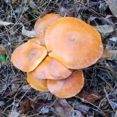 Gymnopilus sp. (Gymnopilus) at Greenleigh, NSW - 7 May 2023 by trevorpreston