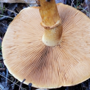 Gymnopilus sp. at Greenleigh, NSW - 7 May 2023