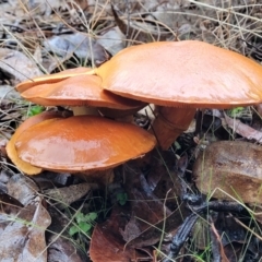 Gymnopilus sp. at Greenleigh, NSW - 7 May 2023