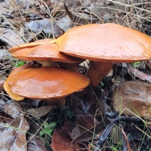 Gymnopilus sp. at Greenleigh, NSW - 7 May 2023