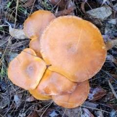 Gymnopilus sp. at Greenleigh, NSW - 7 May 2023